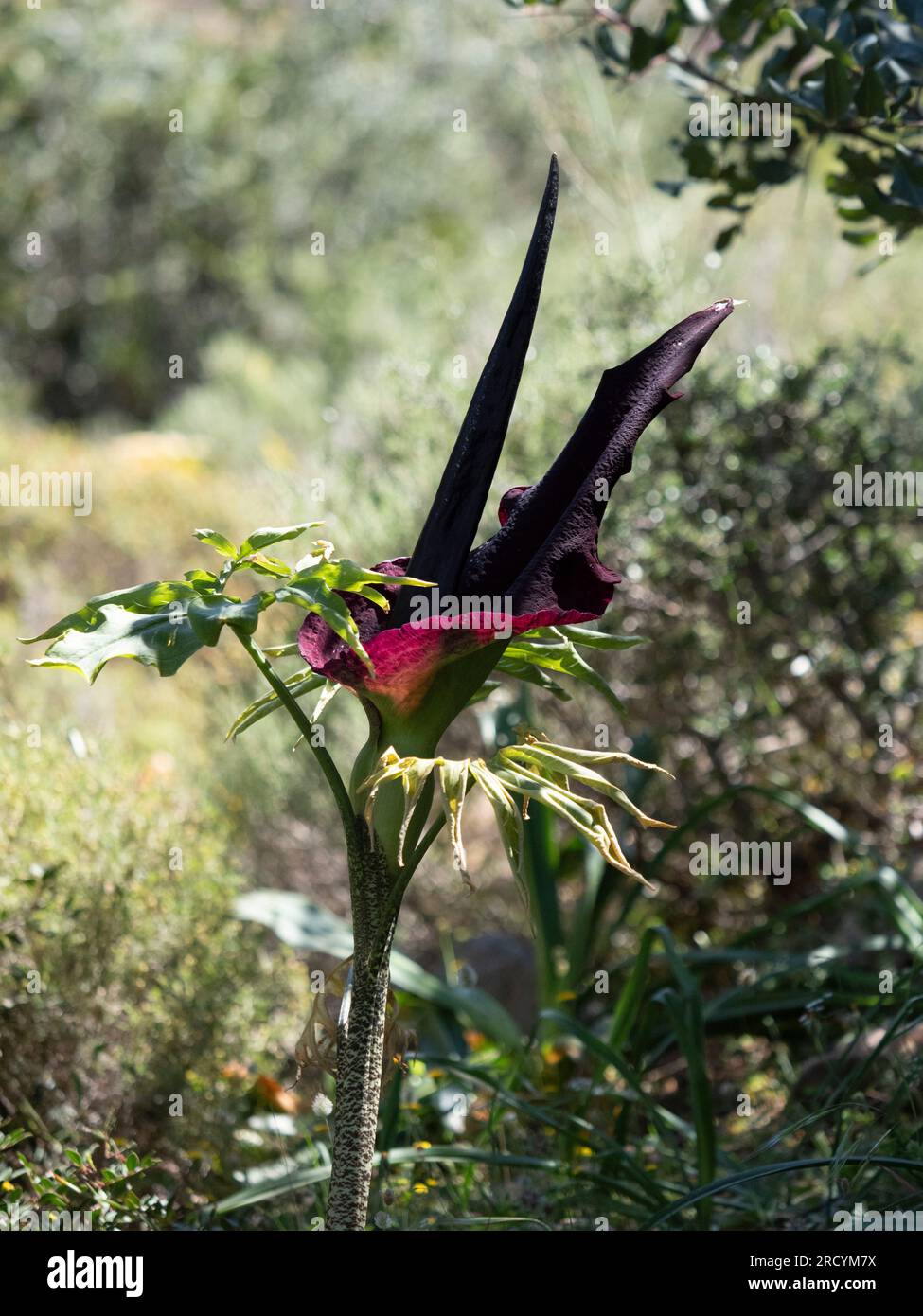 Dragon Arum in flower (Dracunculus vulgaris), Akrotiri Peninsula, Crete, Greece Stock Photo