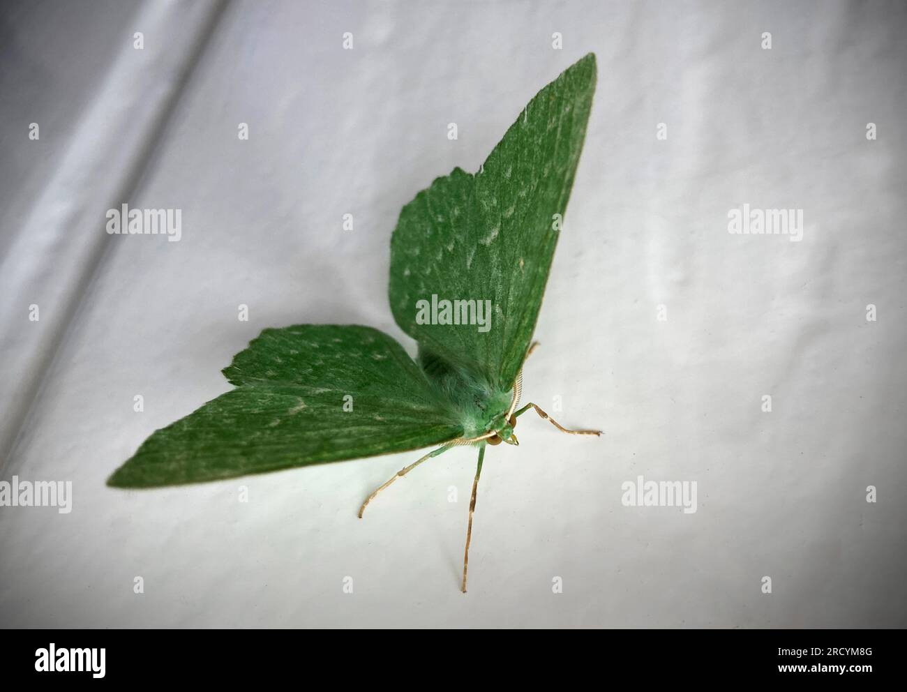 Three smaller species hi-res stock photography and images - Alamy