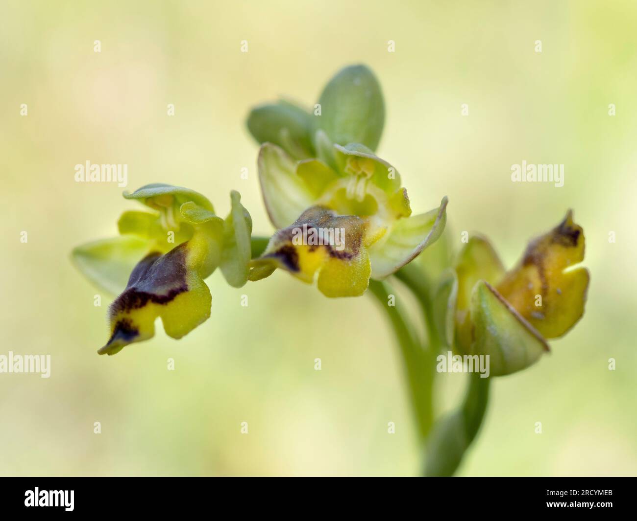 Yellow Bee Orchid (Ophrys lutea subsp. phryganae), Gious Kambos, Spili, Crete Greece Stock Photo