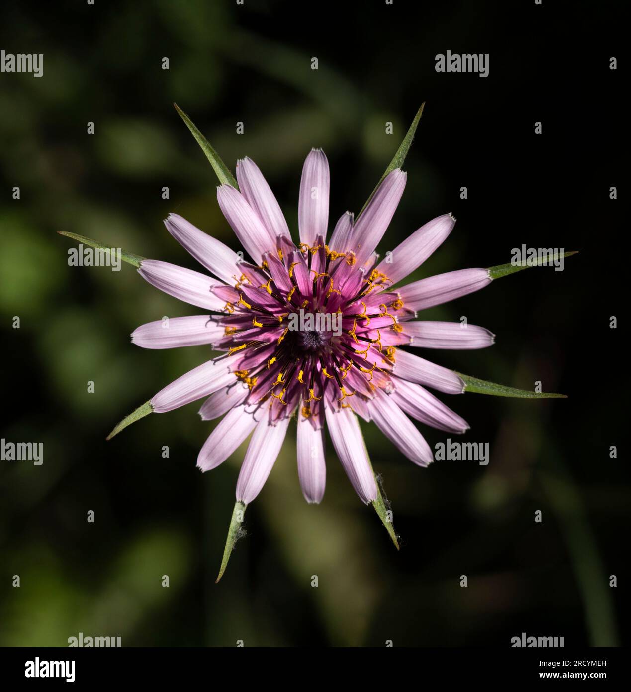 Pasture Goatsbeard, (Tragopodon hybridus) Gious Kambos, Spili, Crete ...