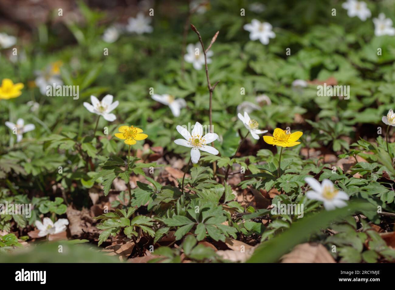 Group of white (Anemone nemorosa) and yellow (Anemone ranunculoides) wood anemones  growing together in a forest. Stock Photo