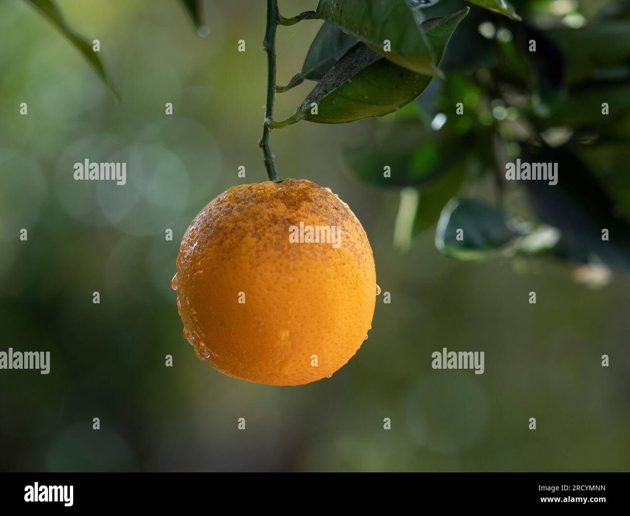 Ripe oranges on tree (Citrus sinensis), Central Crete, Greece Stock Photo