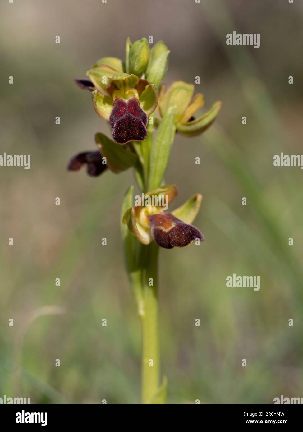 Sombre or Dark Bee Orchid, (Ophrys fusca creticola), Gious Cambos, near Spili, Crete, Greece Stock Photo