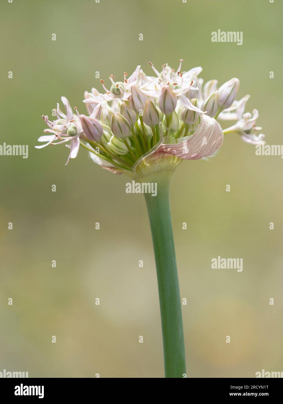 White Flowering Onion (Allium nigrum), near Spili, Crete, Greect Stock Photo