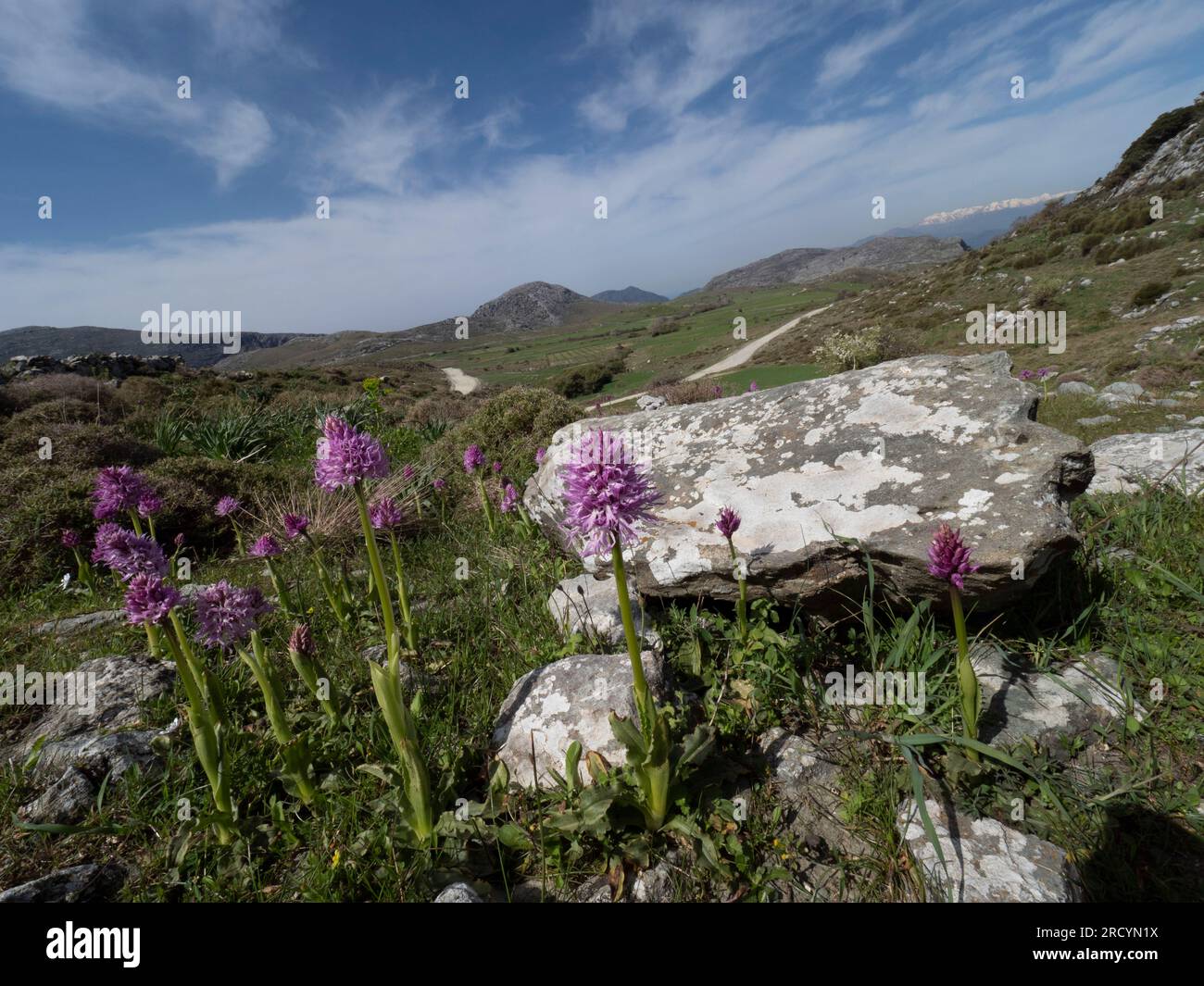 Wide angle view of Wavy-leaved monkey orchids (Orchis italica), Gious Kambos, near Spili, Crete, Greece Stock Photo