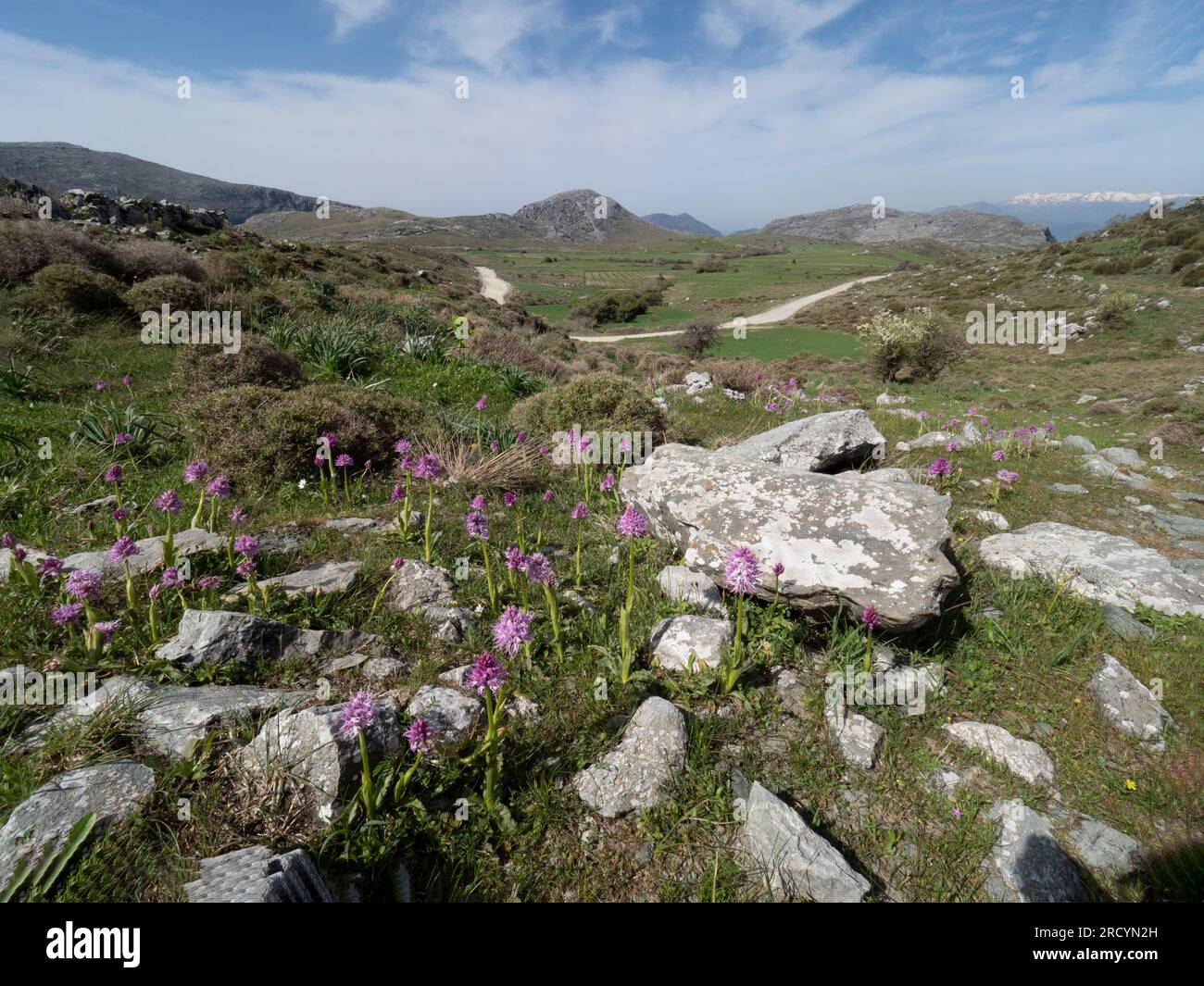 Wide angle view of Wavy-leaved monkey orchids (Orchis italica), Gious Kambos, near Spili, Crete, Greece Stock Photo