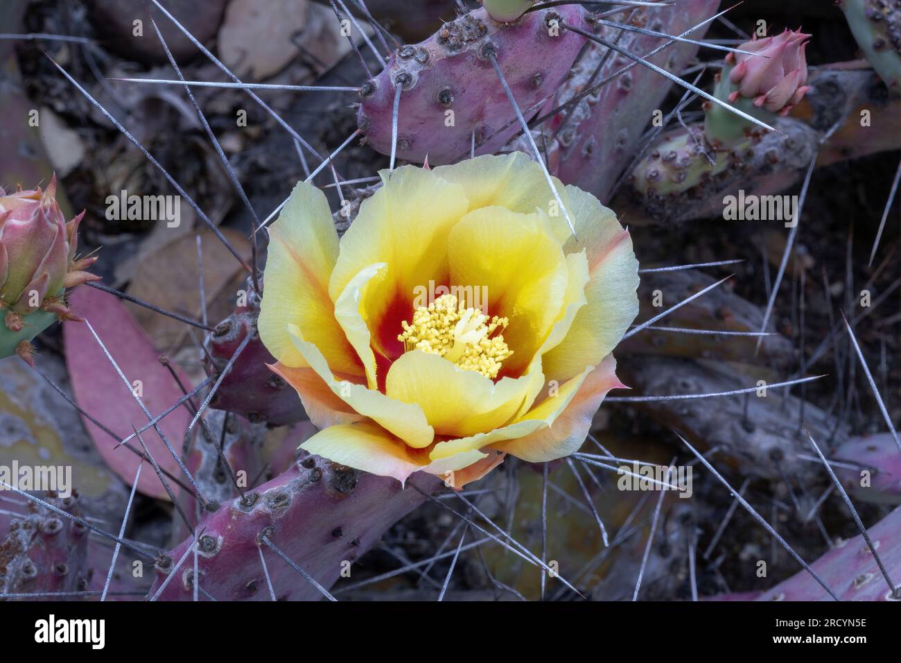 Opuntia macrocentra Purple Pricklypear in-bloom. Arizona Cactus Garden in Palo Alto, California. Stock Photo