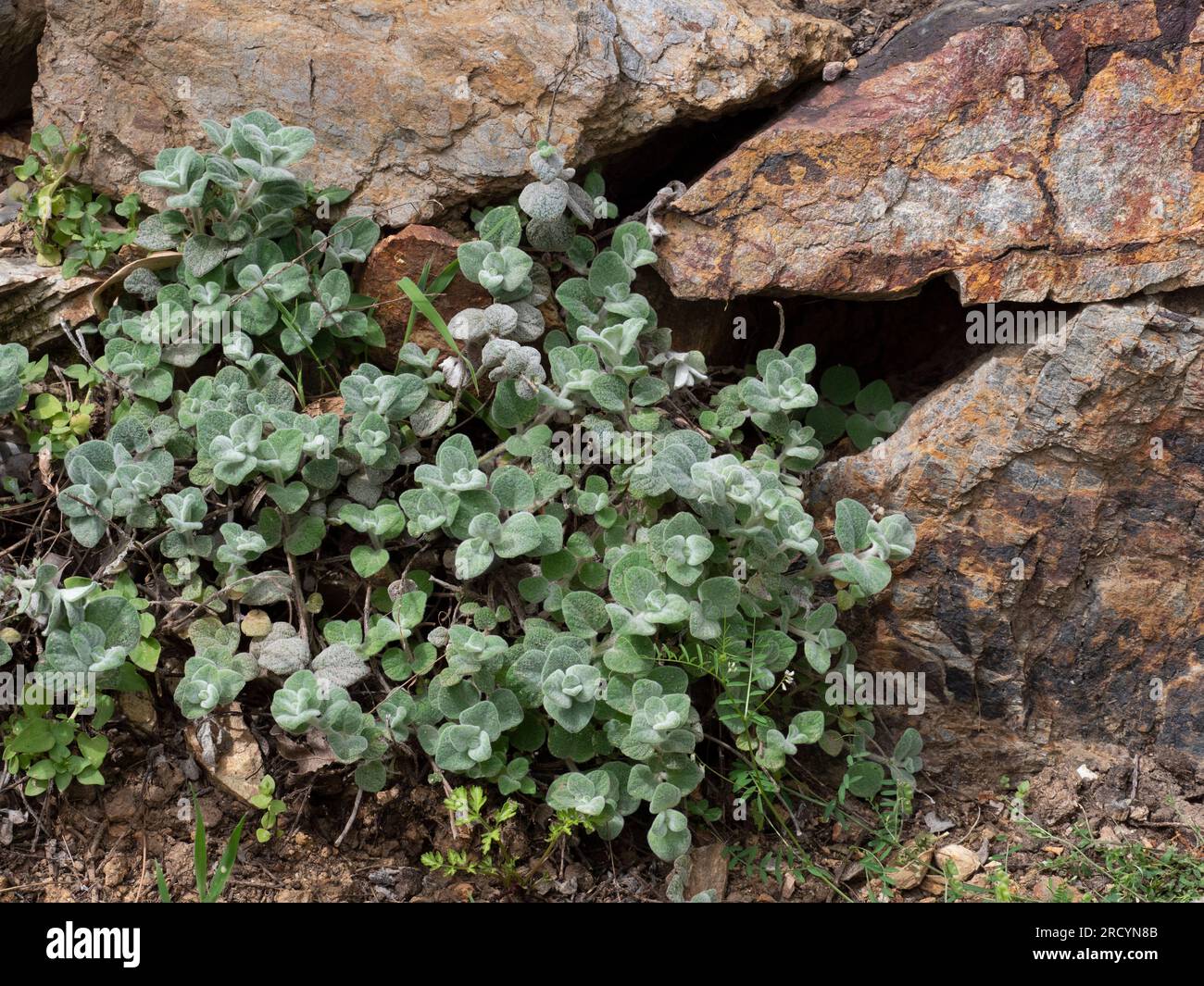 Cretan Dittany (Origanum dictamnus) Botanical Park & Garden, Omalos, Crete, Greece Stock Photo
