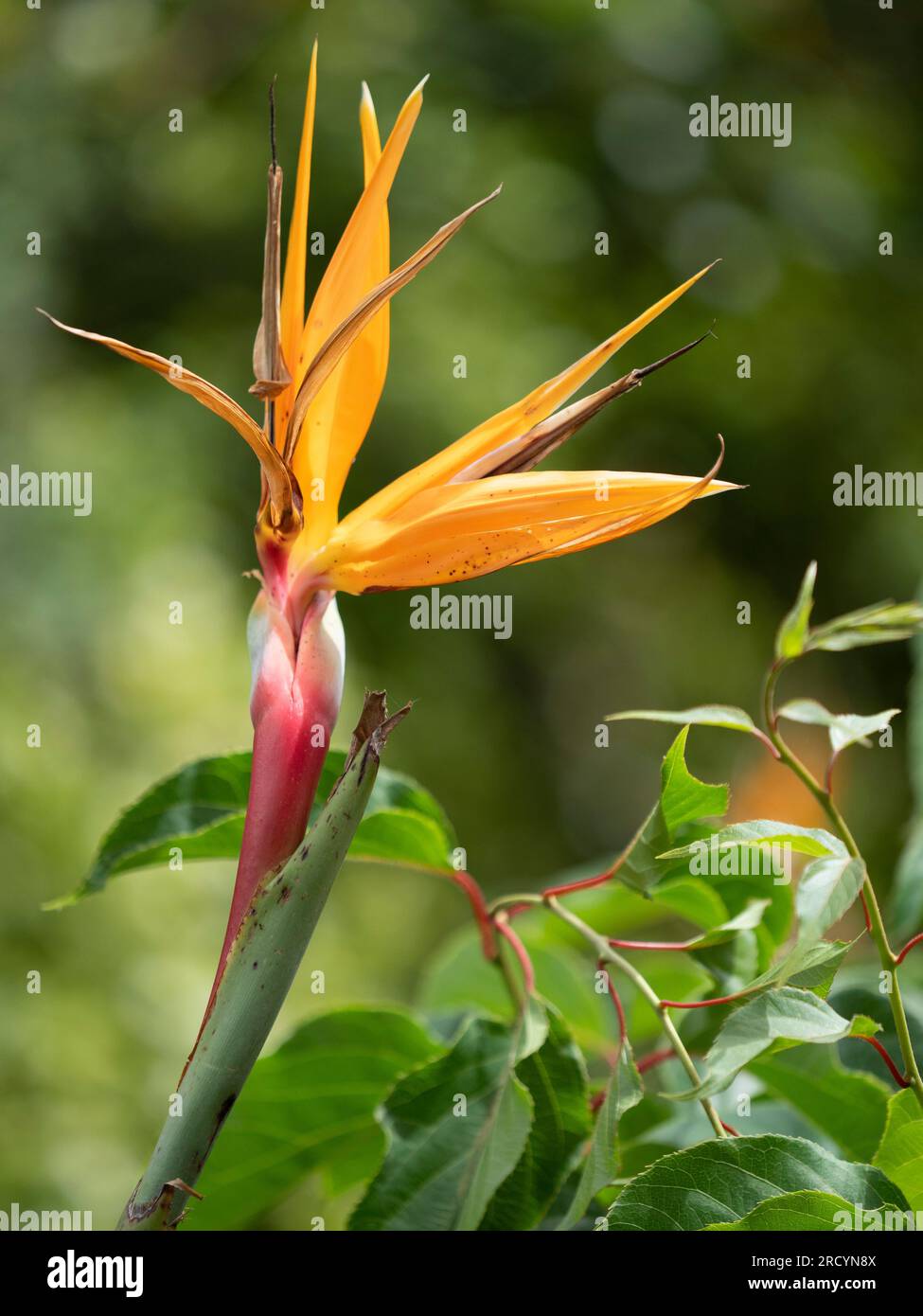 Yellow Bird of Paradise Flower (Strelitzia reginae) Botanical Park &  Garden, Omalos, Crete, Greece Stock Photo - Alamy