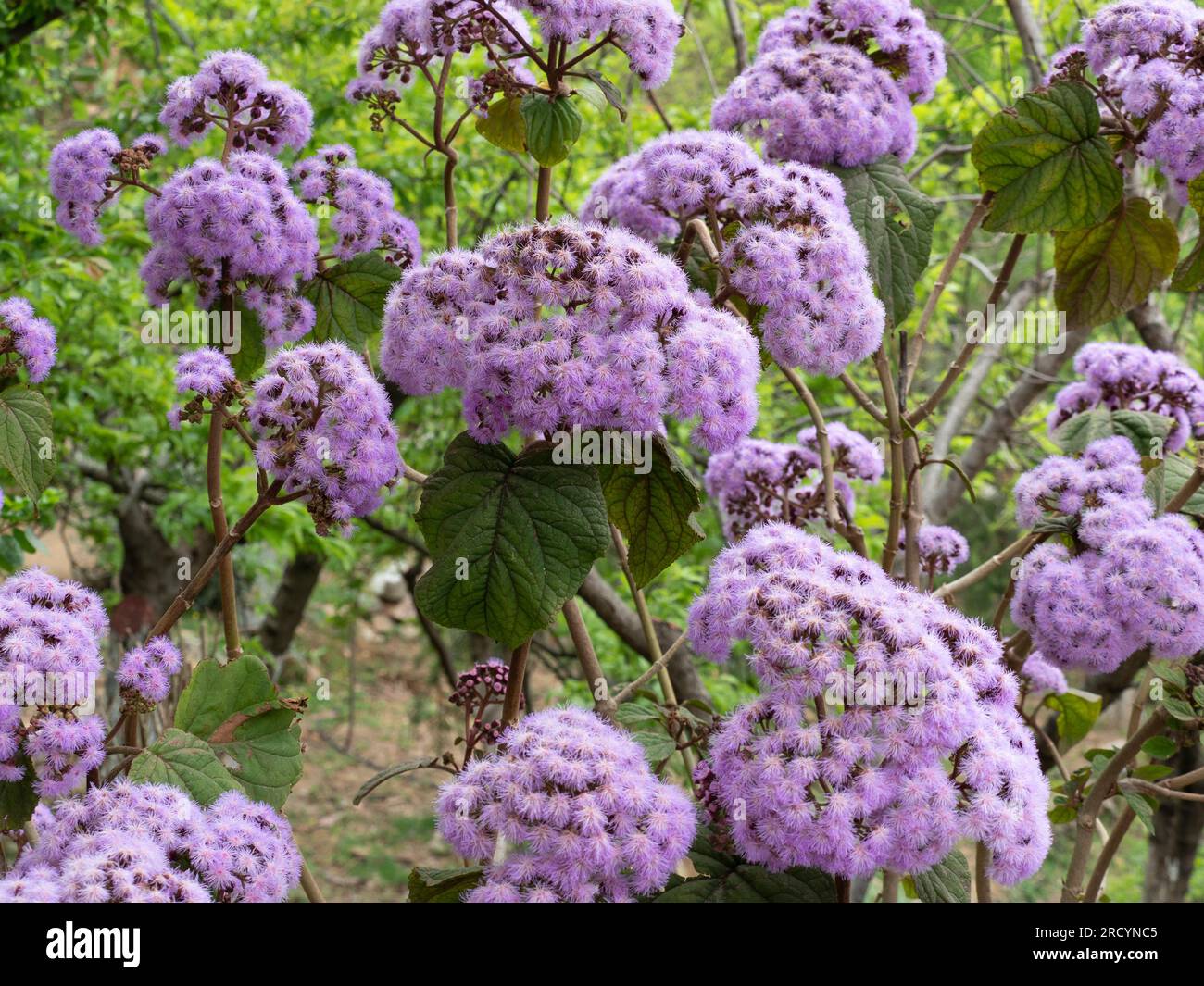 Blue Mist (Bartlettina sordida) Botanical Park & Garden, Omalos, Crete, Greece Stock Photo