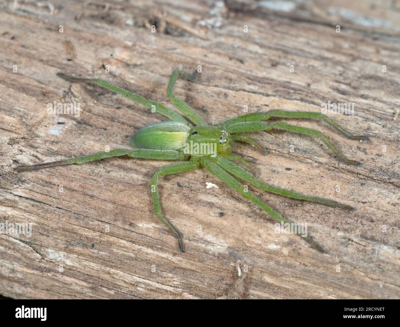 Green Huntsman Spider (Micrommata virescens), female, Nr Spili, Crete