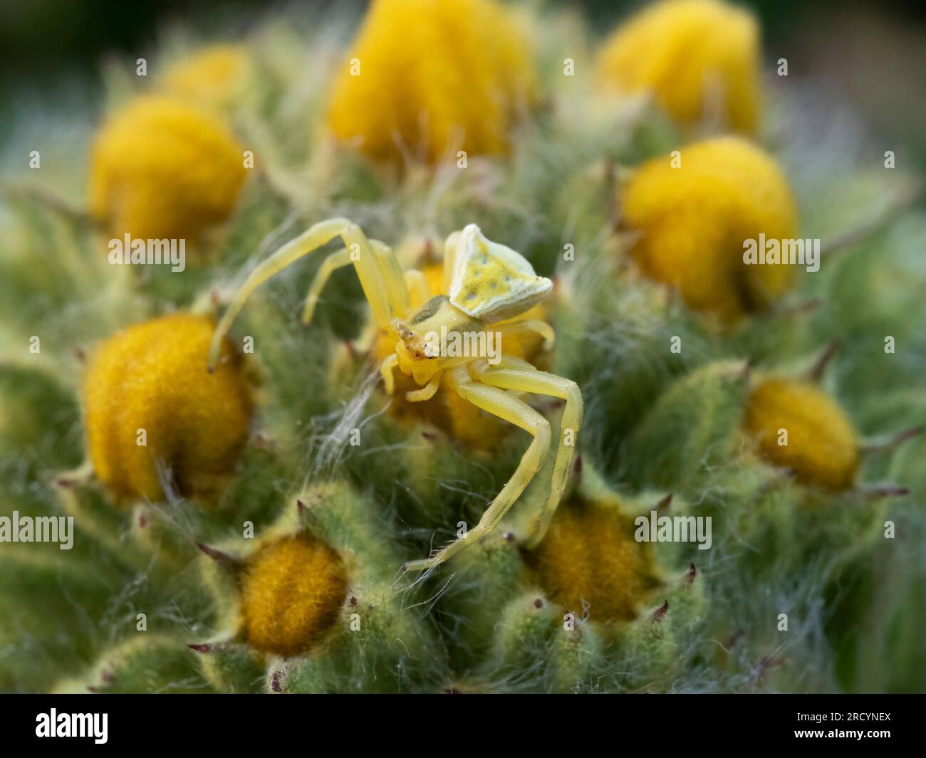 Yellow Crab Spider (Thomisus onustus), camouflaged on yellow flower, Nr