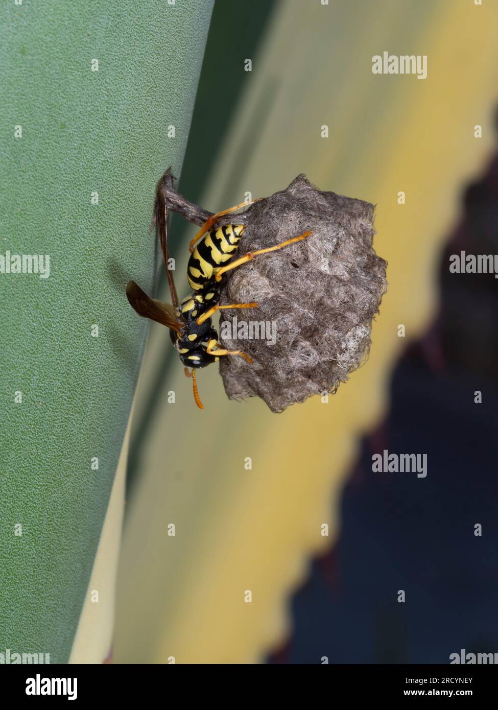Paper Wasp (Polistes hellenicus) on nest with eggs, Crete, Greece Stock