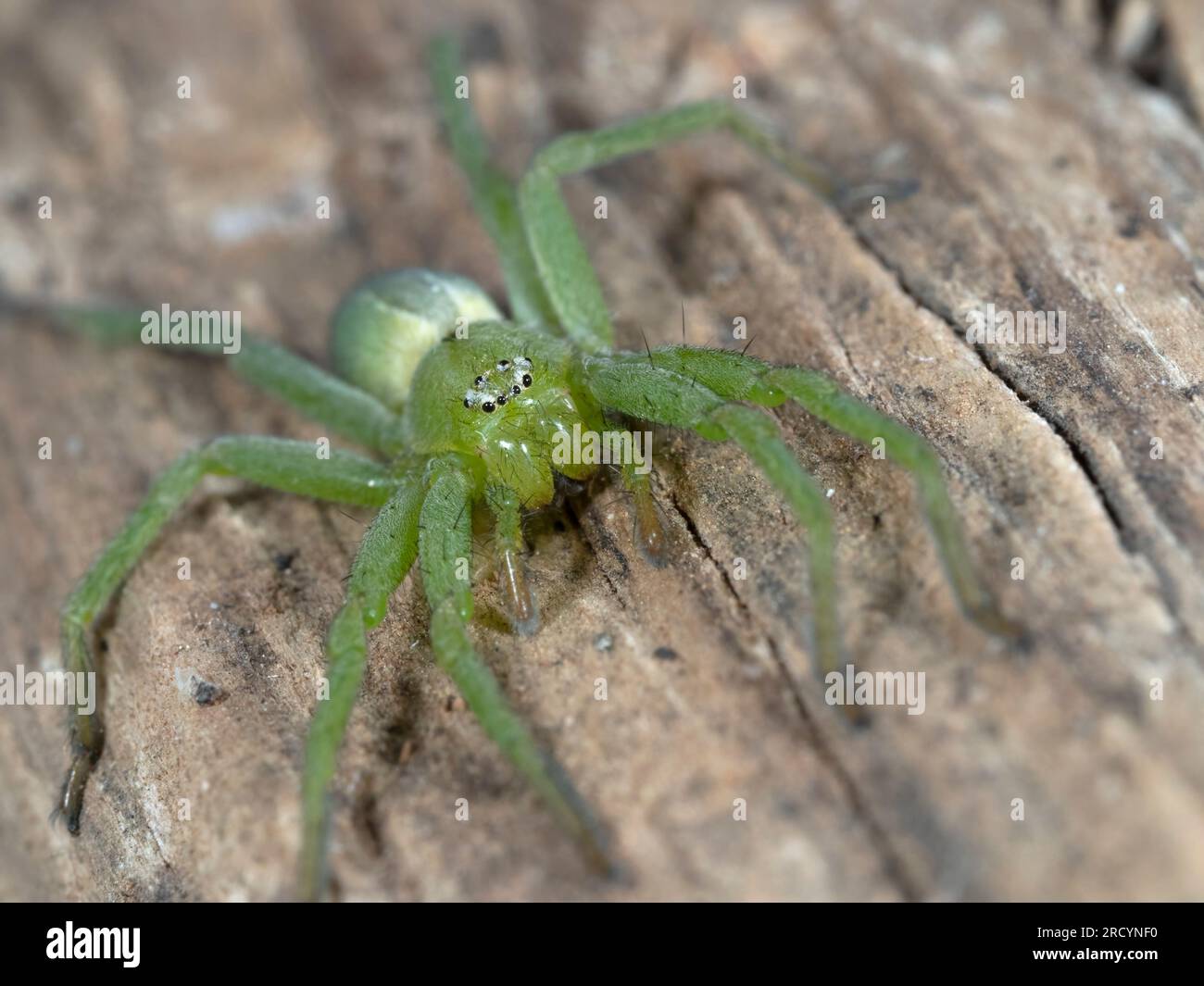 Green Huntsman Spider (Micrommata virescens), female, Nr Spili, Crete, Greece Stock Photo