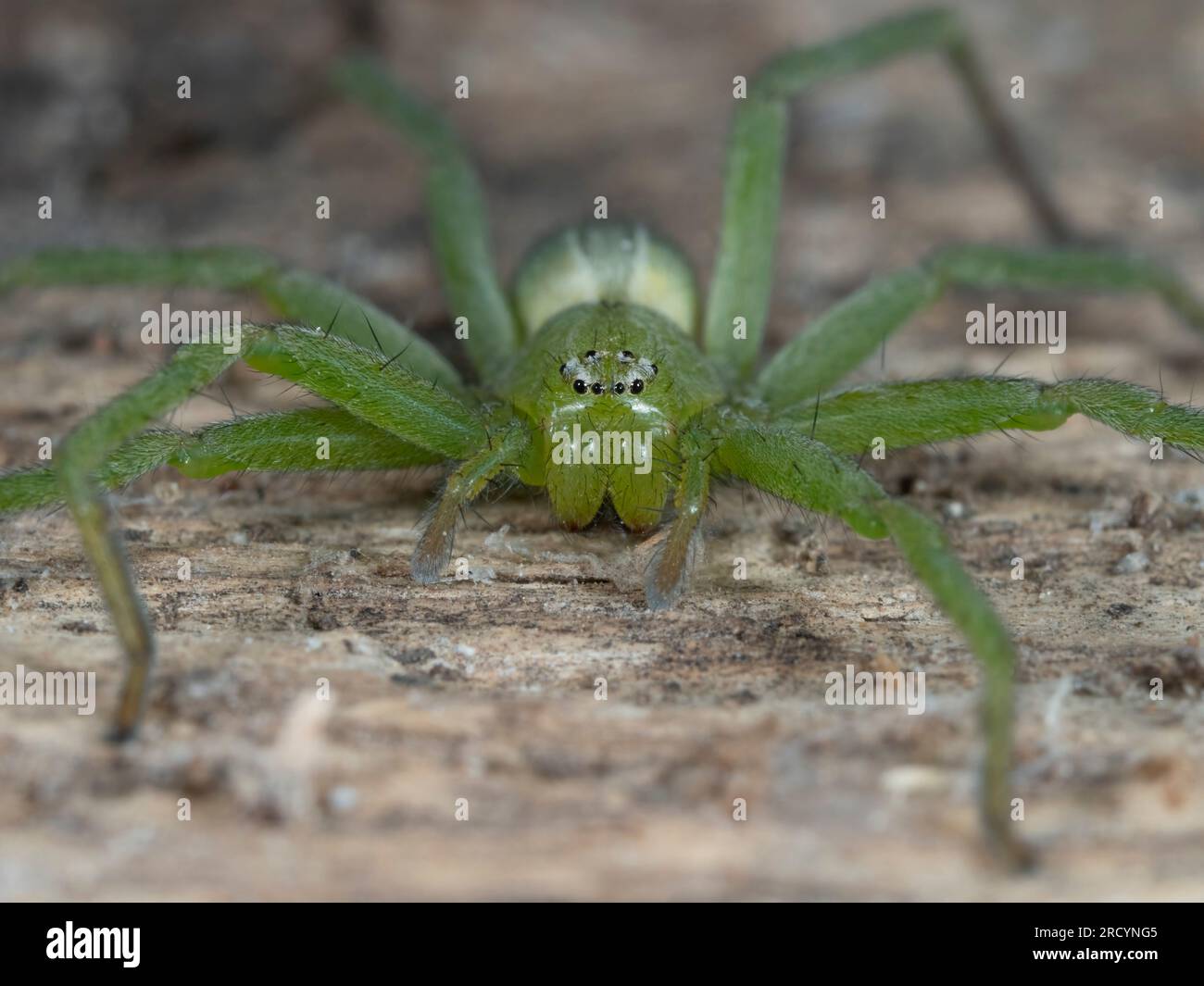 Green Huntsman Spider (Micrommata virescens), female, Nr Spili, Crete, Greece Stock Photo