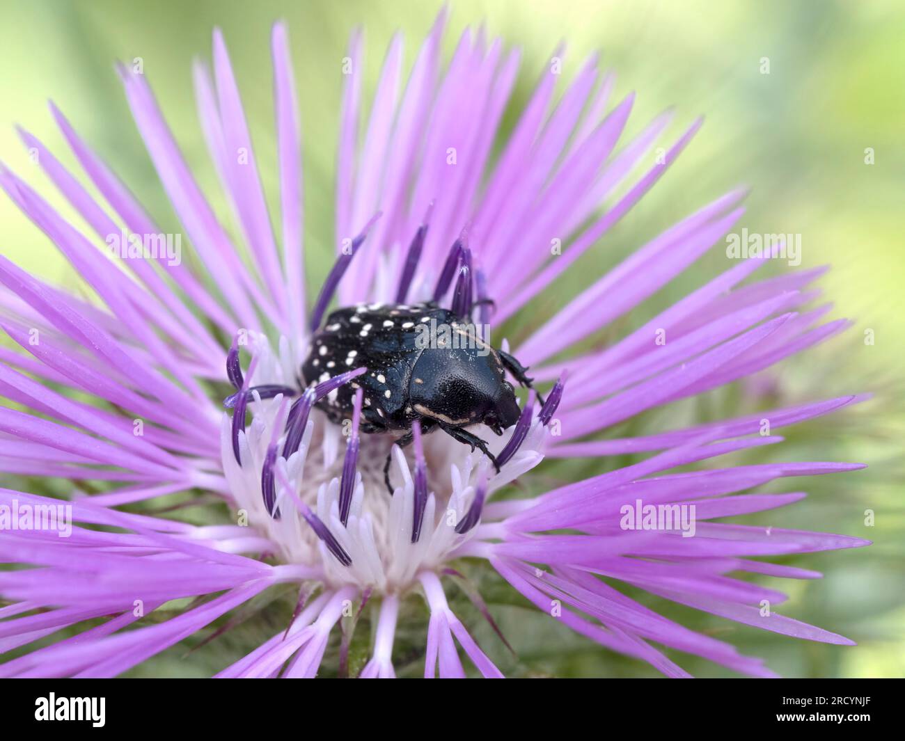 Flower Beetle (Oxythyrea cinctella) on Milk thistle (Carduus marianus), near Spili, Crete, Greece Stock Photo