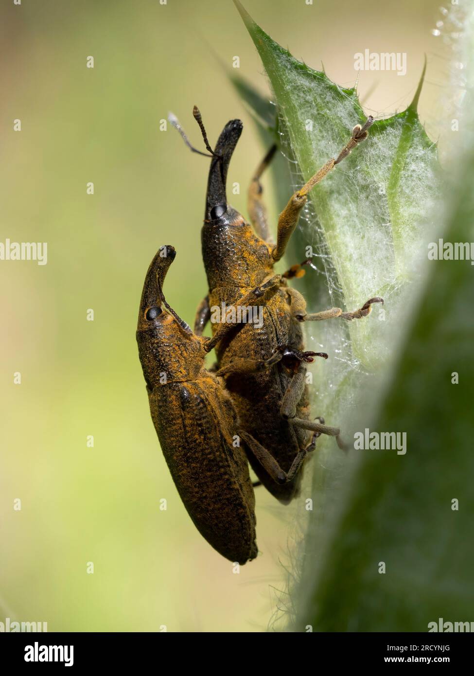 Male and female mating insects hi-res stock photography and images - Alamy