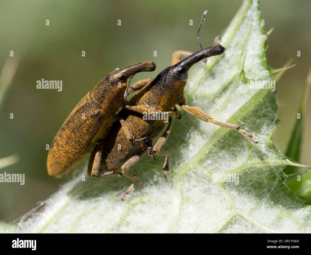 Curculio hi-res stock photography and images - Page 3 - Alamy