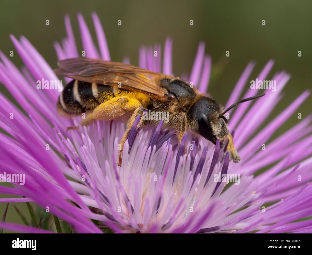 Crete Honey bee (Apis mellifera adami) nectaring on Milk thistle (Carduus marianus), near Spili, Crete, Greece Stock Photo