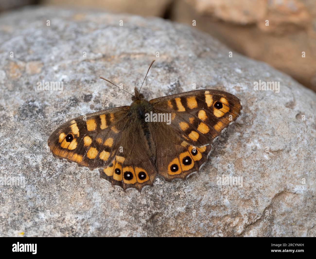 Speckled Wood Butterfly (Pararge aegeria) Near Spili, Crete, Greece Stock Photo