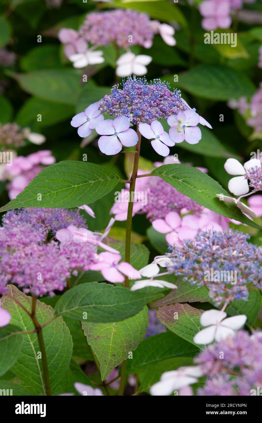 Pink Flowers of Purple Lacecap, Hydrangea Macrophylla Stock Photo - Alamy