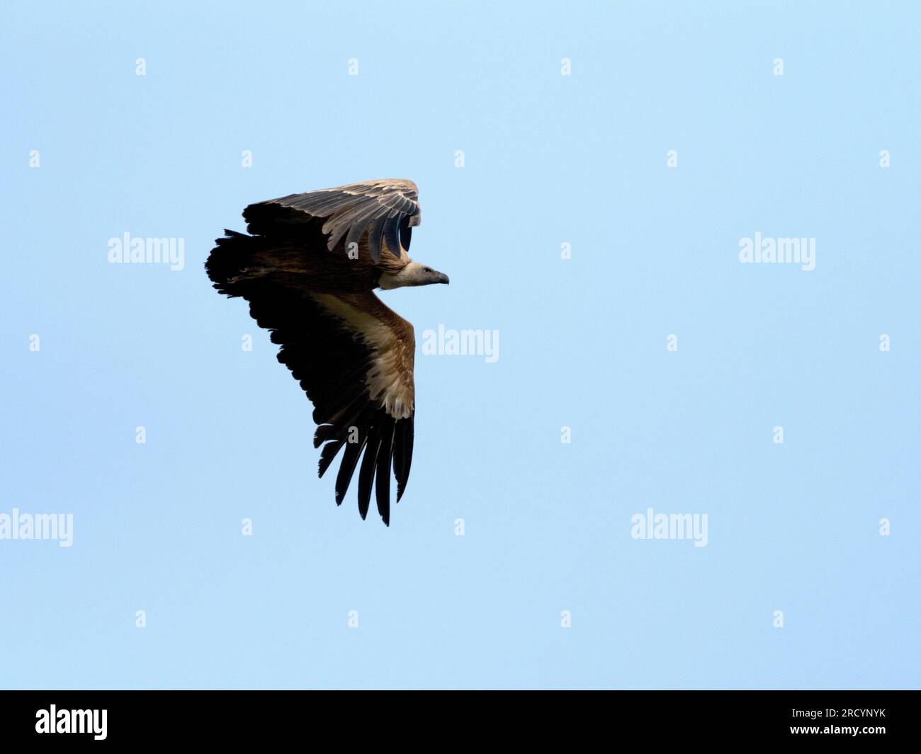 Griffon Vulture (Gyps fulvus) flying, near Kourtaliotiko Gorge, Crete Stock Photo