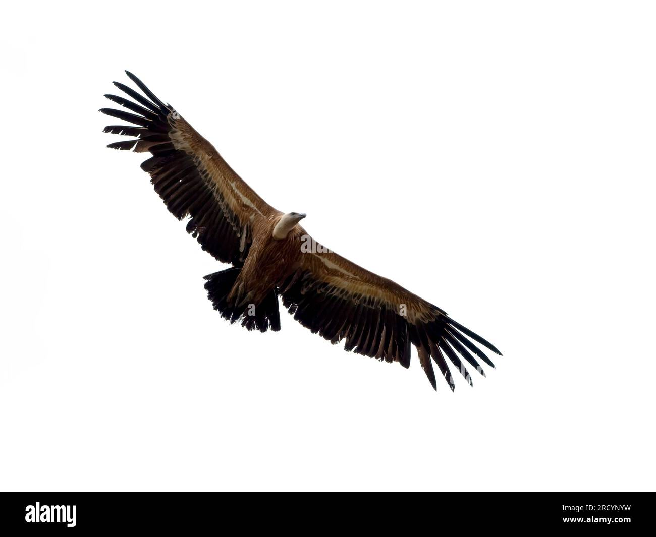 Griffon Vulture (Gyps fulvus) flying, near Kourtaliotiko Gorge, Crete Stock Photo