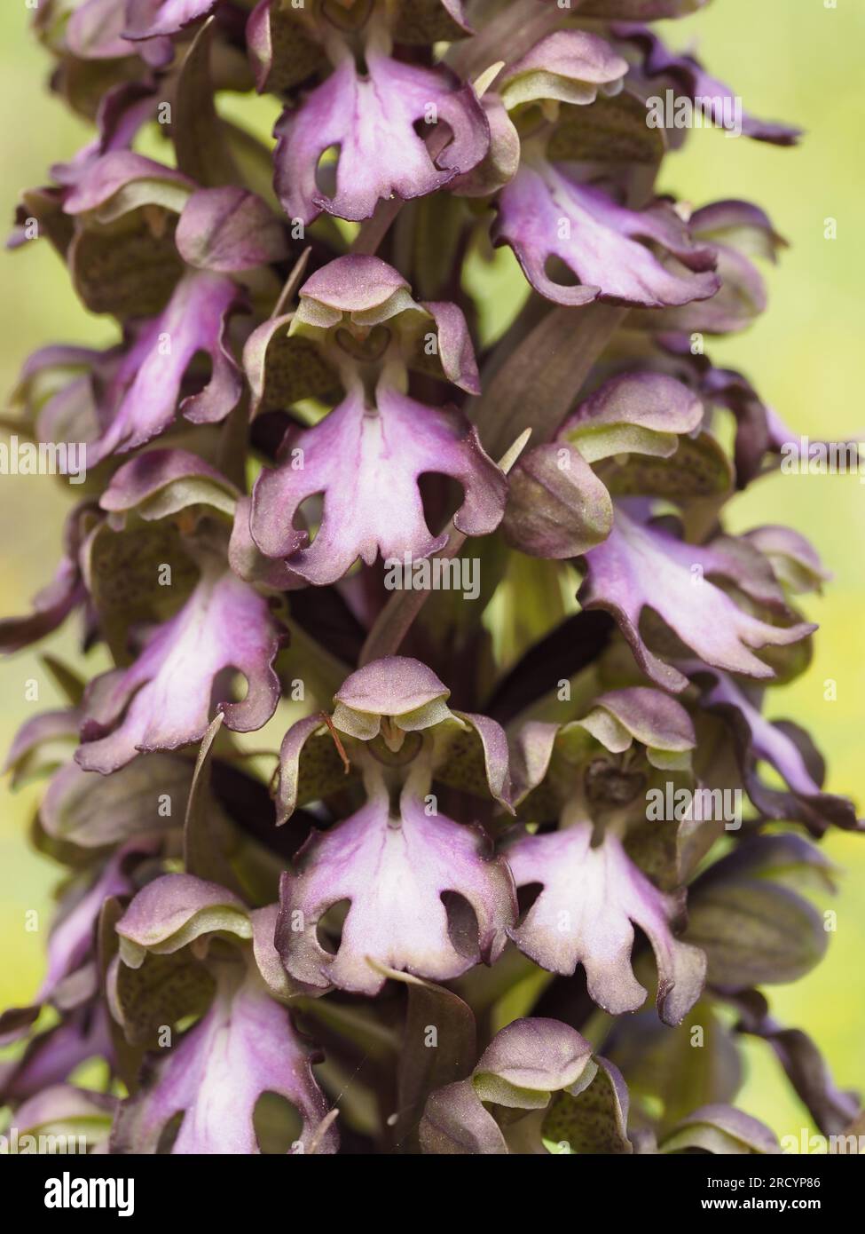 Giant Orchid (Barlia robertiana / Himantoglossum robertianum) Gious ...