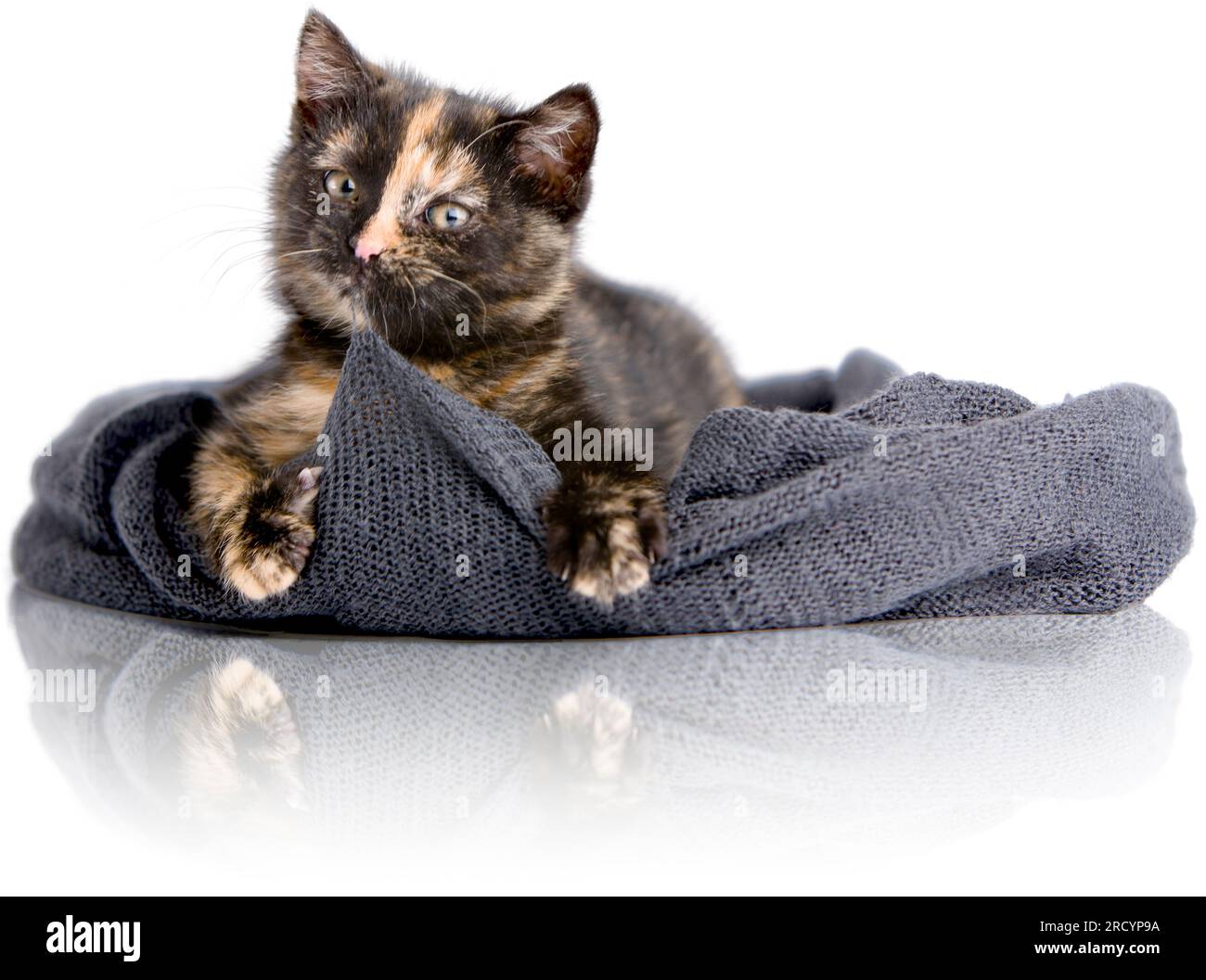 A mischievous cat lies in a shawl and pulls its threads, tearing the material. Stock Photo