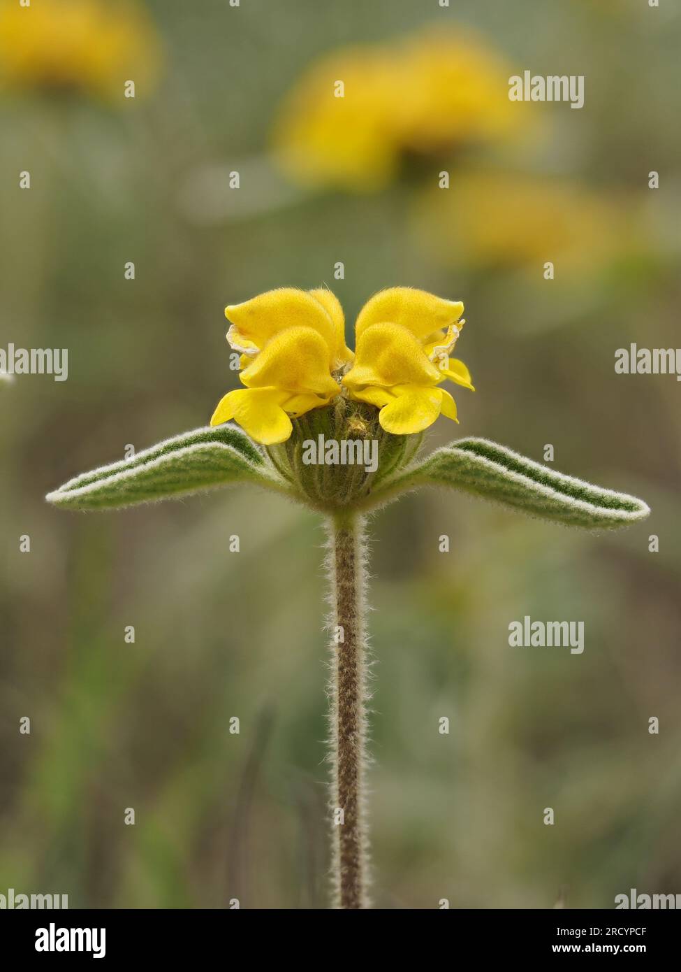 Jerusalem Sage, (Phlomis fruticosa) Crete, Stacked Focus Image Stock Photo