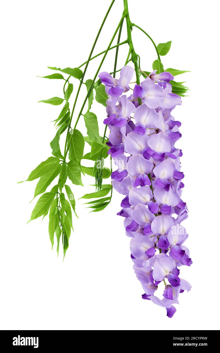 Wisteria flowers isolated on white background with full depth of field