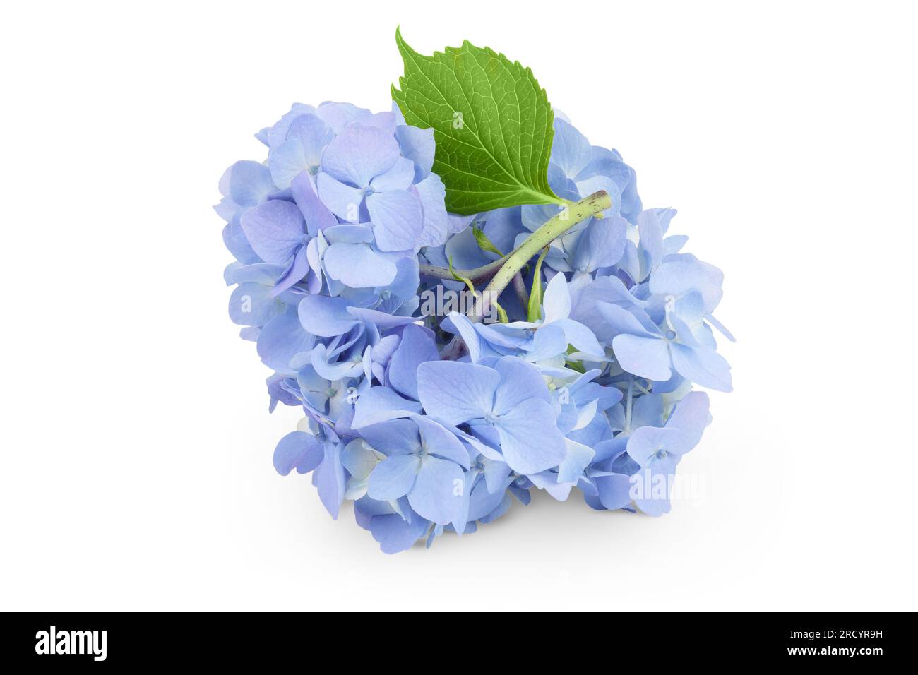 Blue Hydrangea flower isolated on white background Stock Photo - Alamy