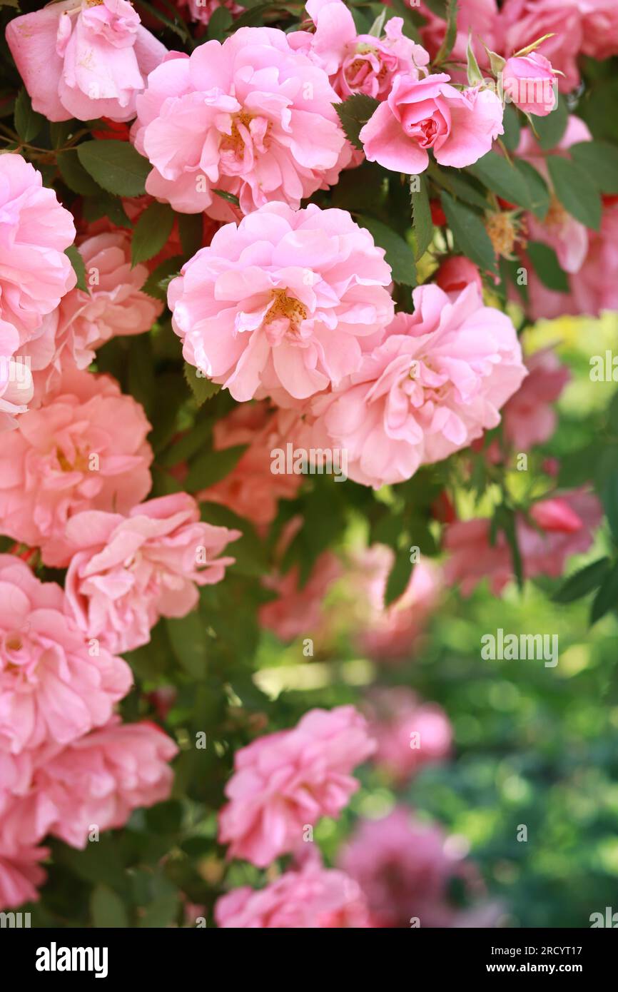 Blooming rose bush. Pink flowers on a bush in the summer garden. Flowers in the park close-up Stock Photo