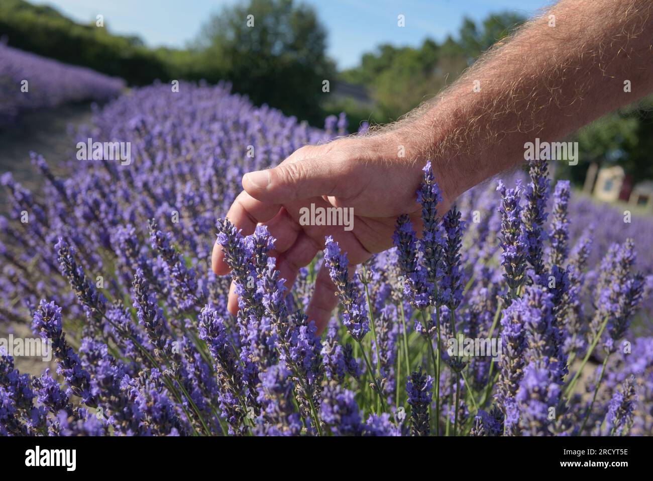 Blossom smell of lavender. Male hand gliding over fresh colorful flowers in aromatic field close up. Purple plants landscape in sunny day blue sky bac Stock Photo