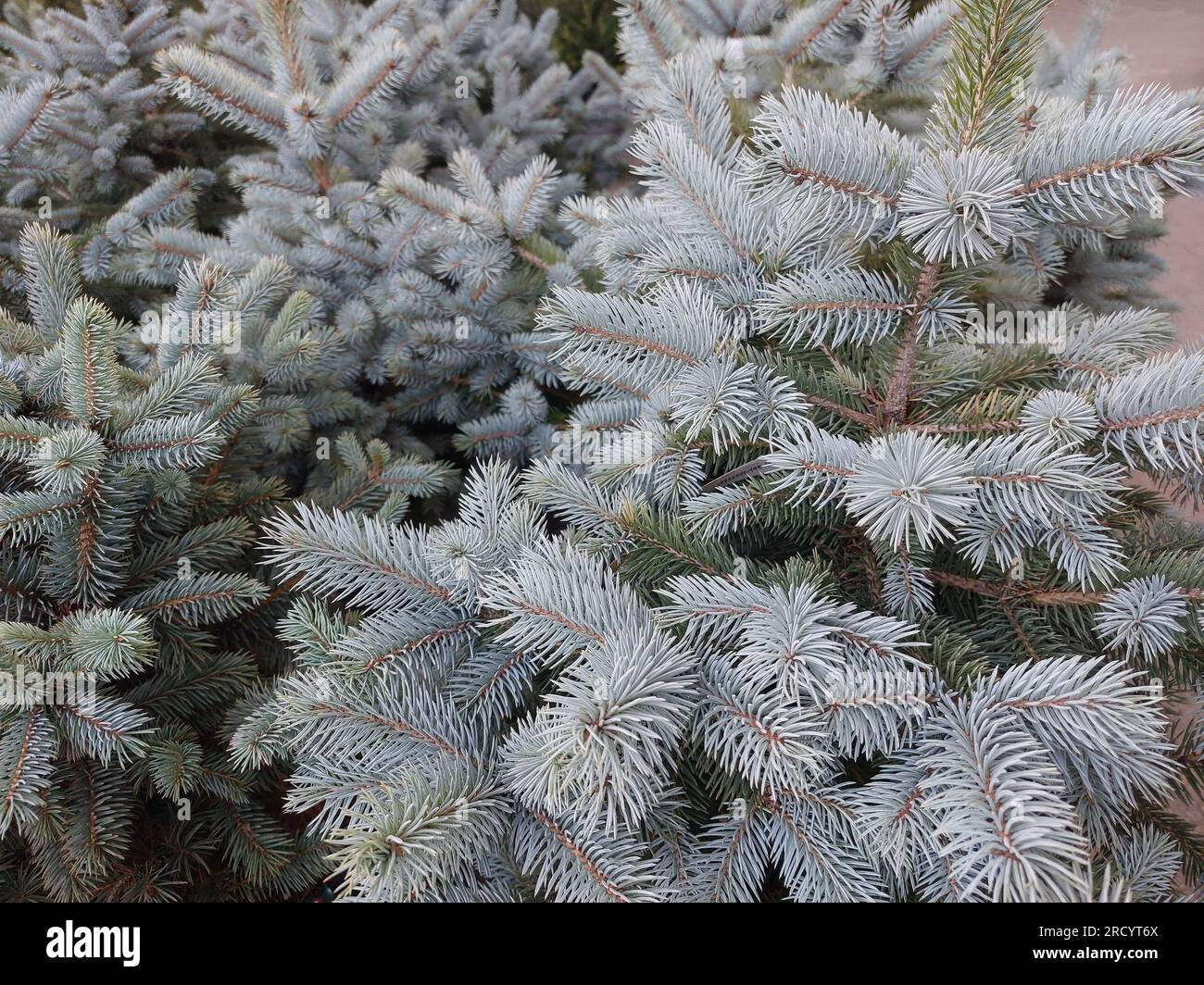 Blue spruce. Tops of blue spruce branches. View from above. Stock Photo