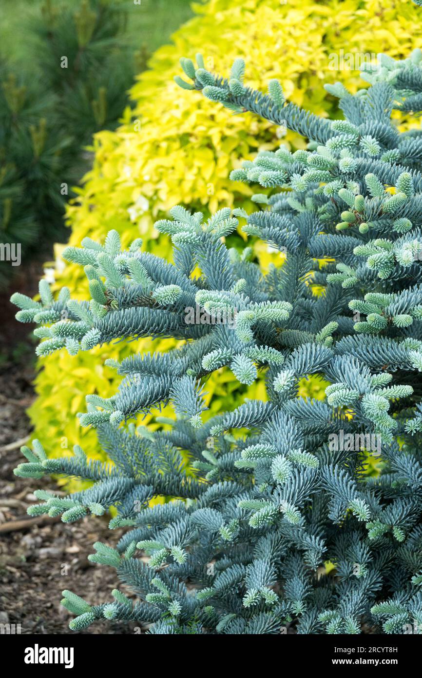 Blue, Silver, Yellow, Garden, Noble fir, Abies procera 'Procumbens Nana', Conifer, Small, Tree Stock Photo