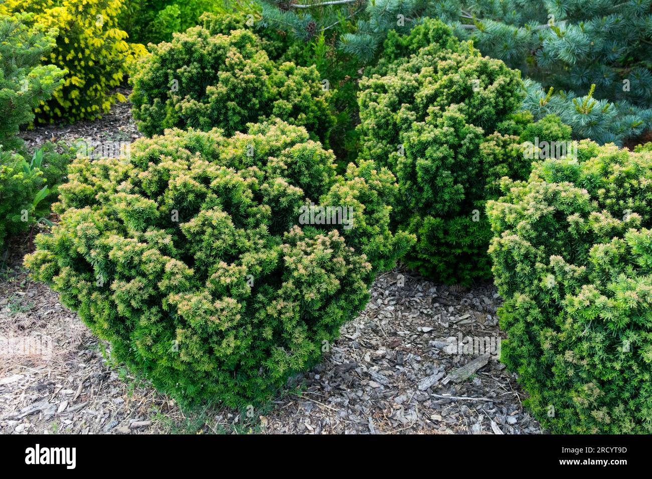 Bark mulch in Garden, Coniferous, Plants, Growing, Common Yew, Taxus baccata 'Litomysl' Stock Photo
