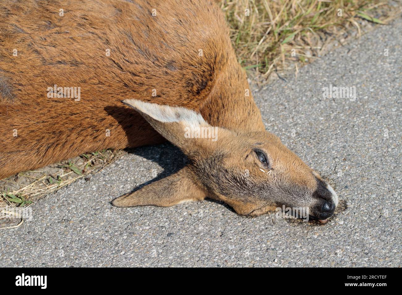Roadkill. Roe deer killed by car accident Stock Photo Alamy