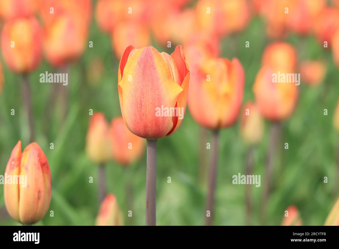 Bright tulip close-up on a blurred background. Field of spring flowers, flowerbed. Park with colorful tulips Stock Photo