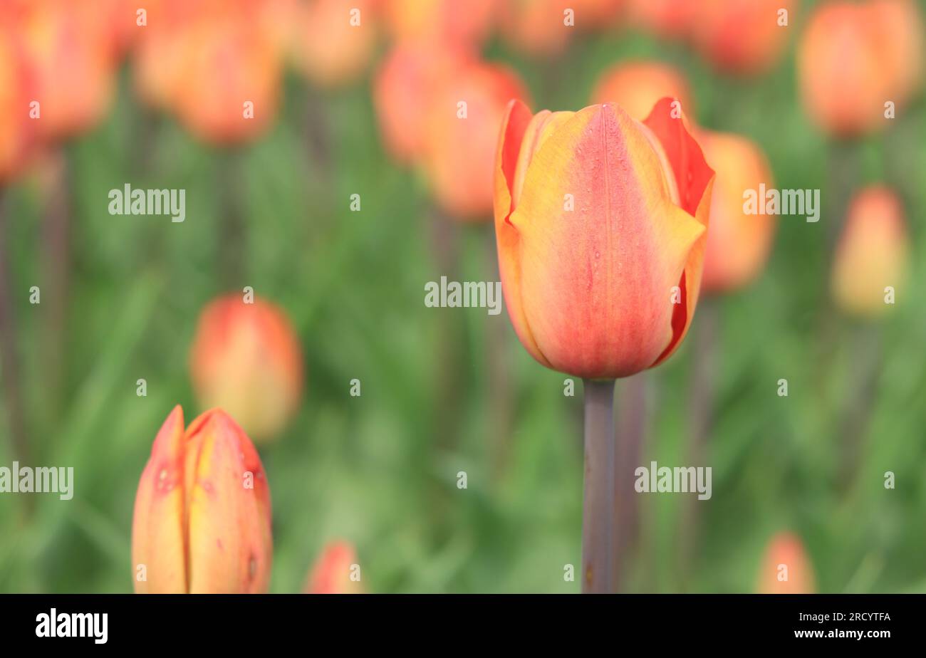 Bright tulip close-up on a blurred background. Field of spring flowers, flowerbed. Park with colorful tulips Stock Photo