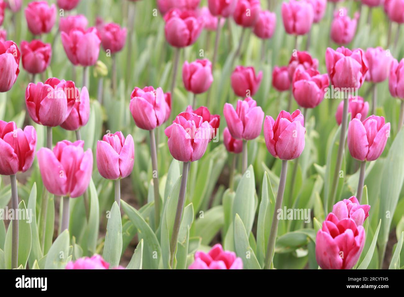 Field with pink tulips. Tulip buds with selective focus. Natural ...