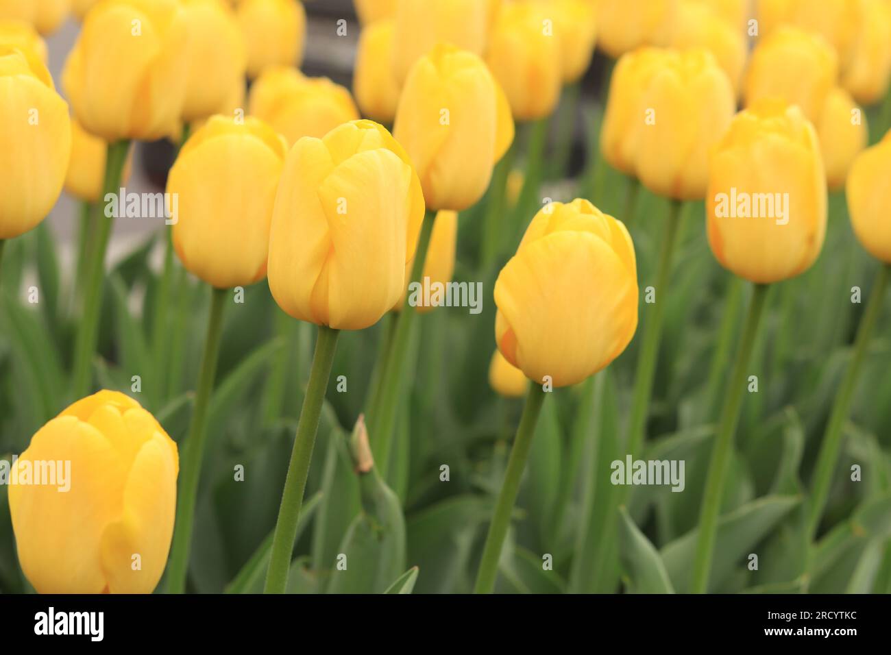 Yellow tulip on a blurred background. Bright spring flowers with selective focus. World Tulip Day. Glade of yellow tulips Stock Photo