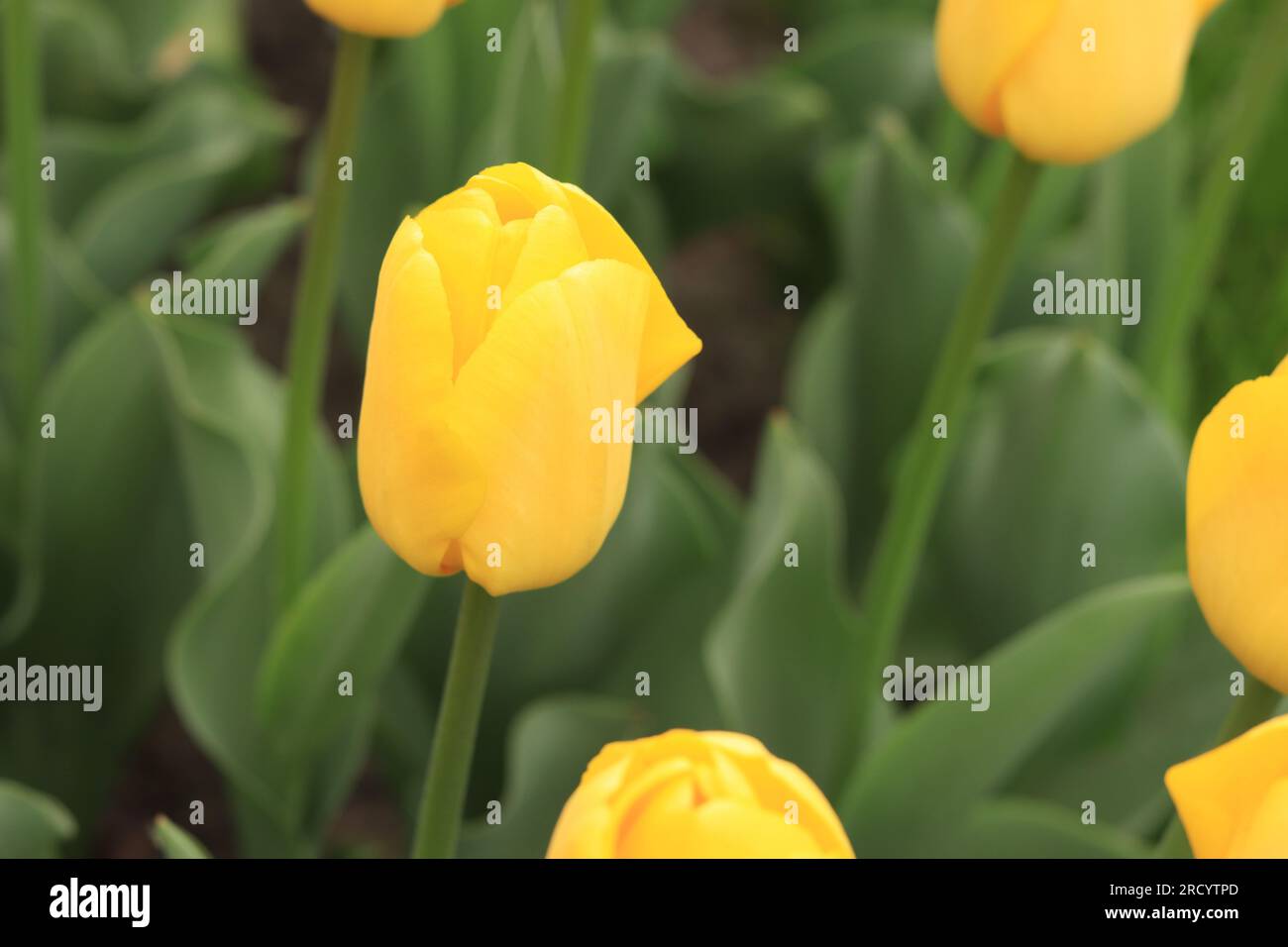 Yellow tulip on a blurred background. Bright spring flowers with selective focus. World Tulip Day. Glade of yellow tulips Stock Photo
