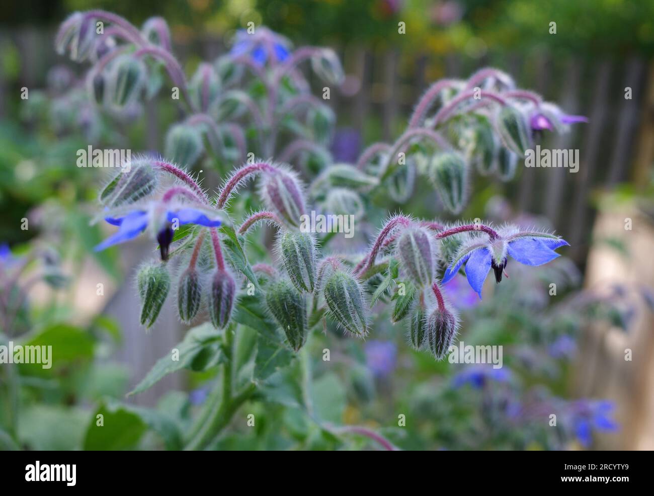 Blue flowers of borage or Borago officinalis Stock Photo