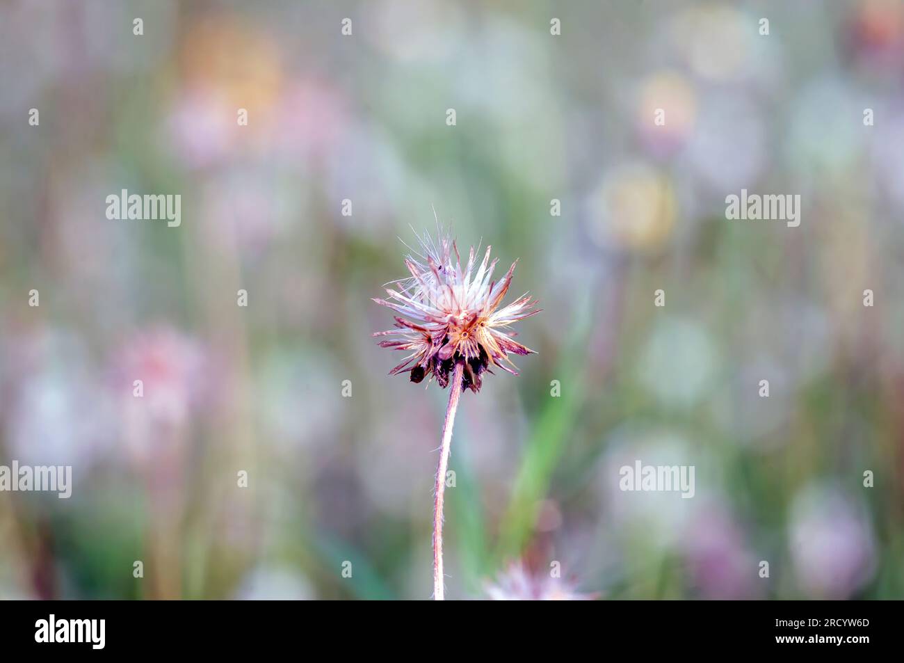 Mexican daisy (Tridax procumbens L.), tiny white flowers in the meadow, selected focus. Stock Photo