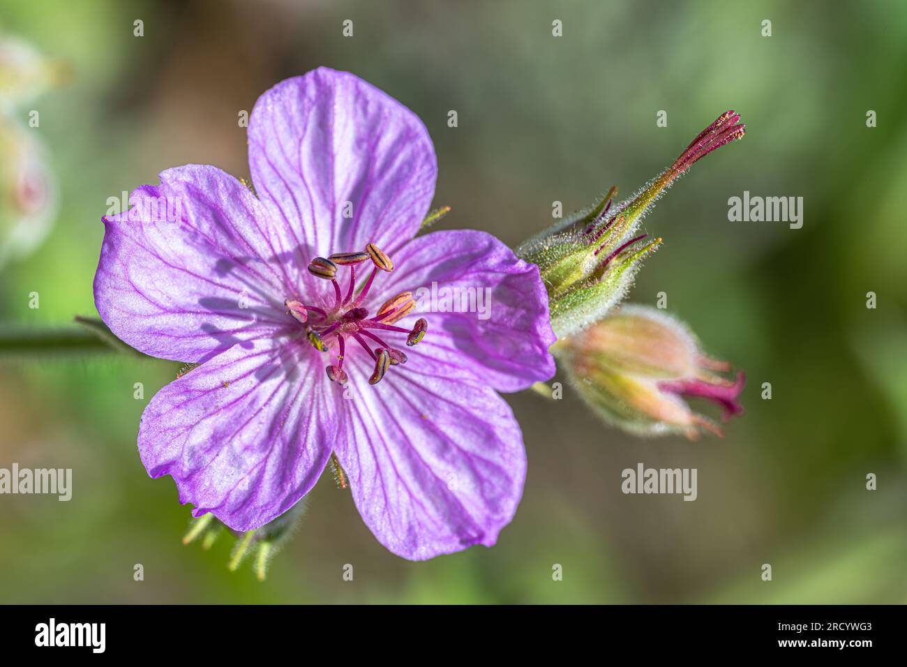Flower of Sticky Purple Geranium (Geranium viscosissimum Stock Photo