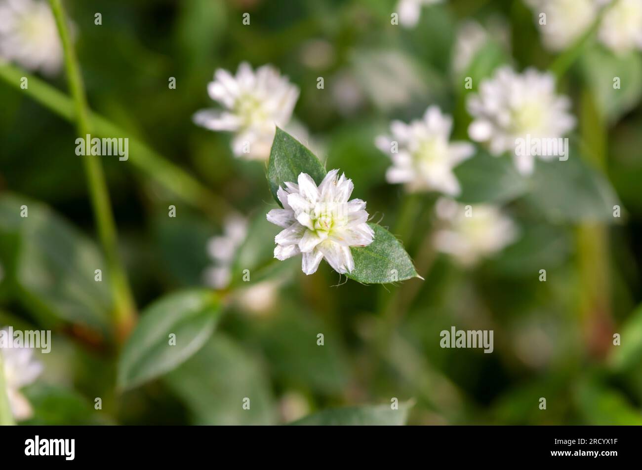 White daisy flowers, Gomphrena celosioides, on a meadow, shallow focus for natural computer background and wallpaper Stock Photo