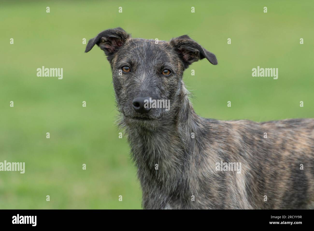 rough coated lurcher dog Stock Photo Alamy