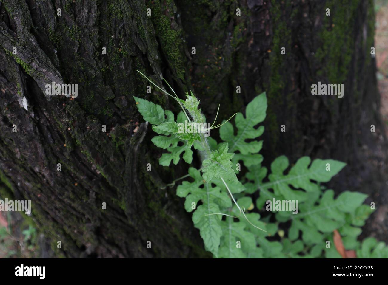 A small Watermelon (Citrullus lanatus) vine trying to climb up through the furrowed bark surface of a an Acacia Auriculiformis trunk, view from the up Stock Photo