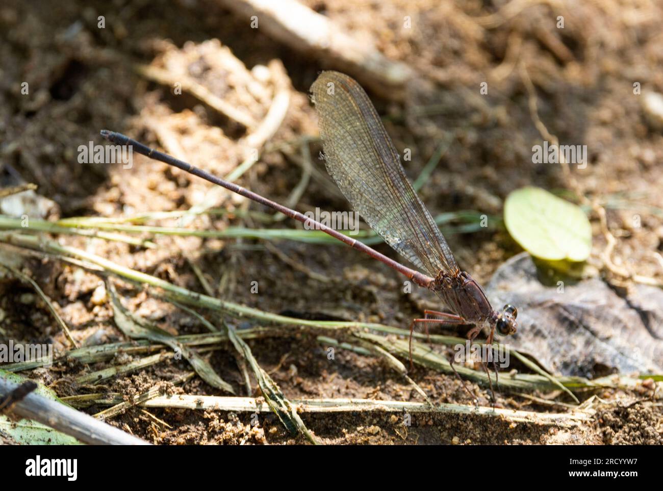 The female Glittering Demoiselle lacks the malachite green body of the ...